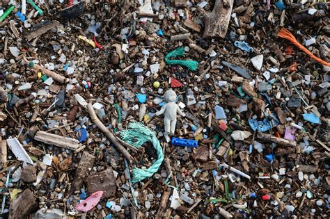 Don’t waste your dog’s poo – compost it .